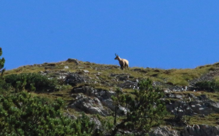 10 chamois II
