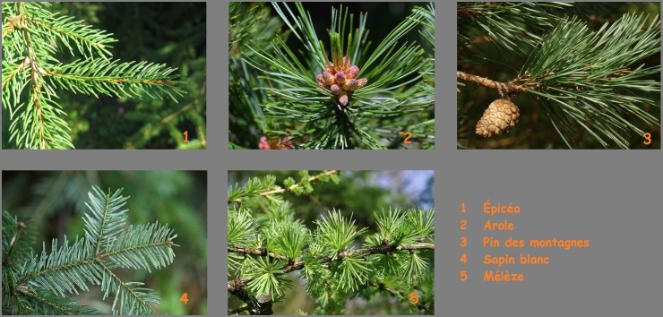 Aiguilles résineux