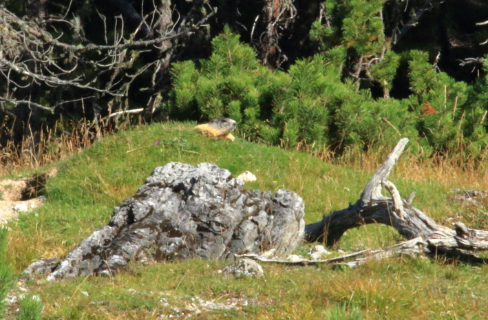 10 marmotte III