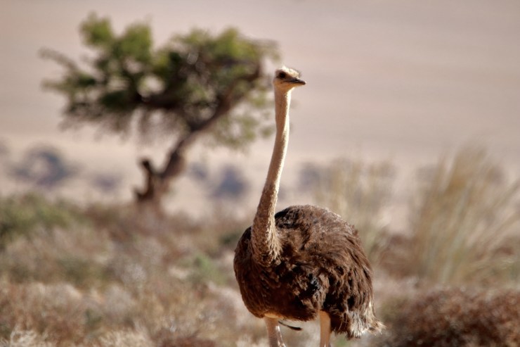 pf_autruche_MG_8700