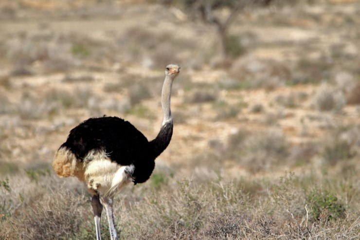 pf_autruche_MG_8741