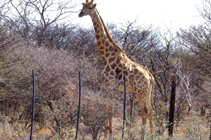 pf_girafe_MG_0246