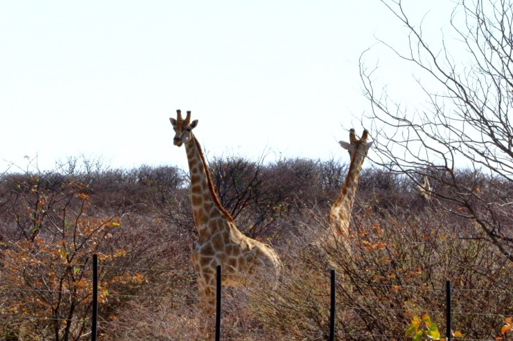 pf_girafe_MG_0279