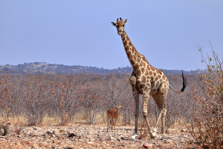 pf_girafe_MG_0696