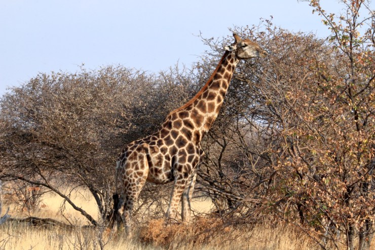 pf_girafe_MG_1156