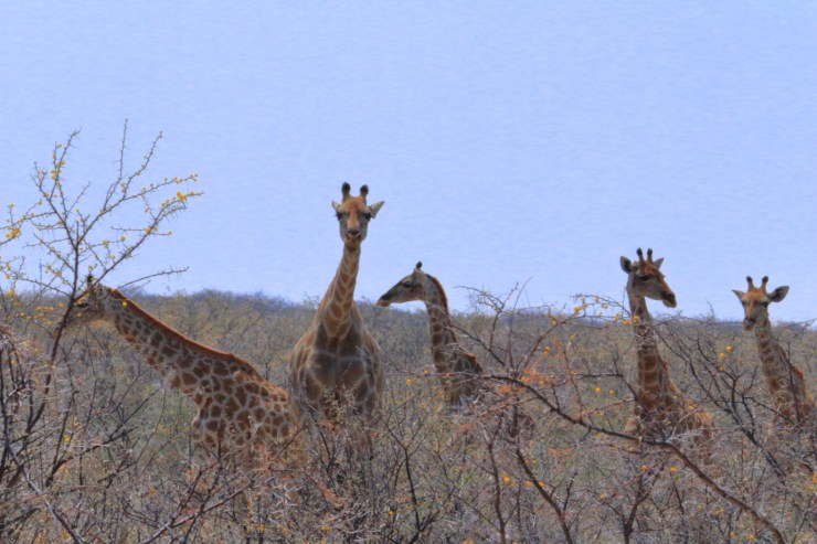 pf_girafe_MG_3293