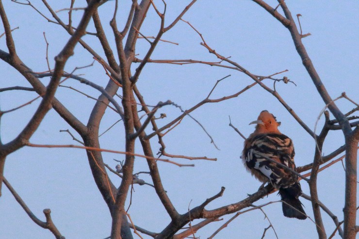 pf_huppe d'afrique_MG_2738.JPG