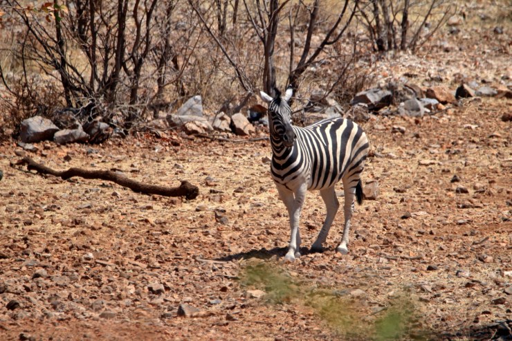 pf_zèbre des plaines_MG_0336
