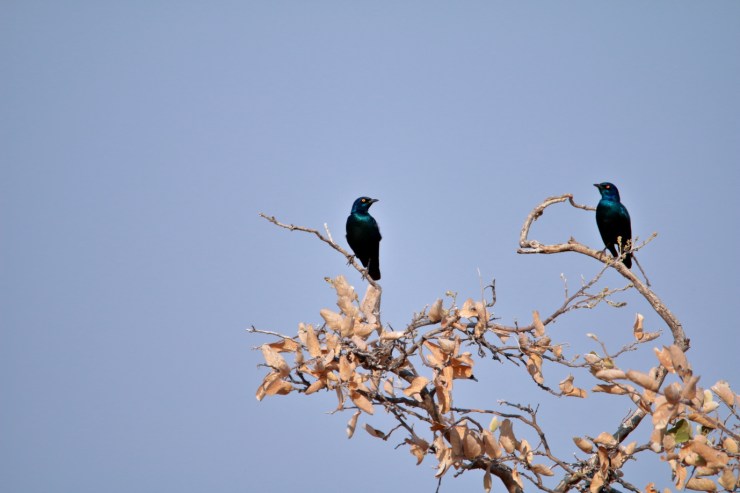 pf_choucador_MG_5664