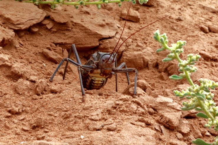 pf_criquet à armure_MG_8227