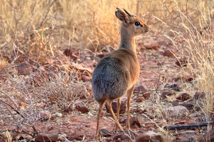 pf_damara dik dik_MG_5995
