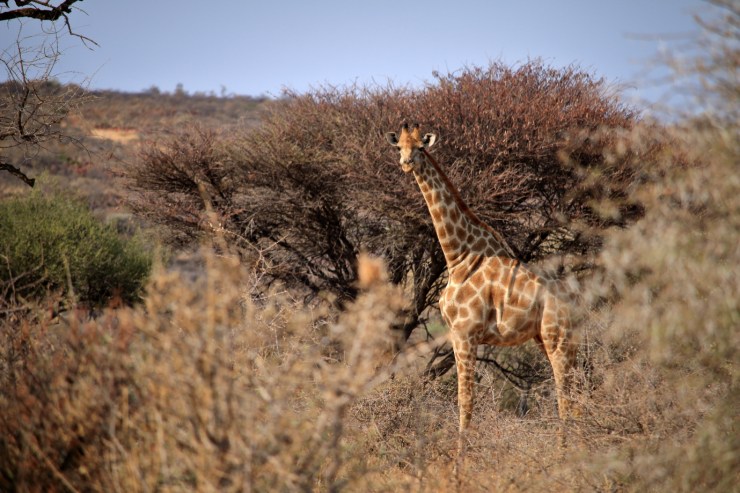 pf_girafe_MG_6452