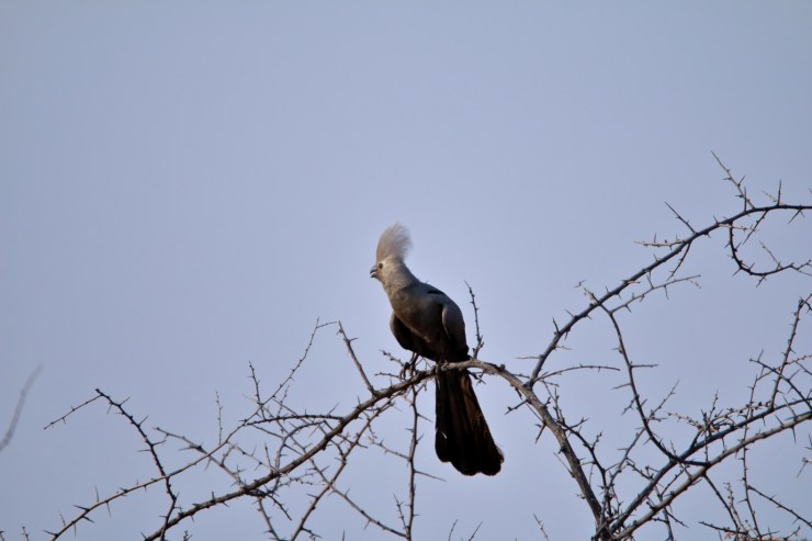 pf_gris lourie_MG_5668