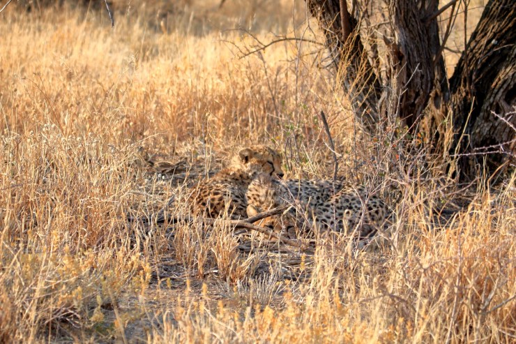 pf_guépard I_MG_6028
