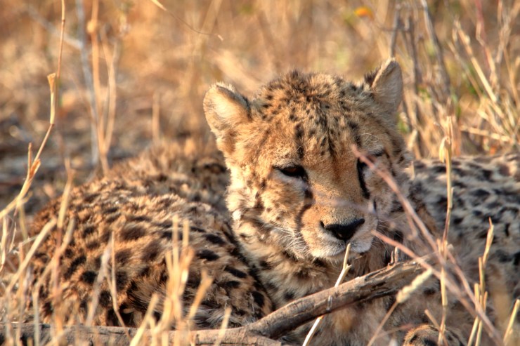 pf_guépard I_MG_6037