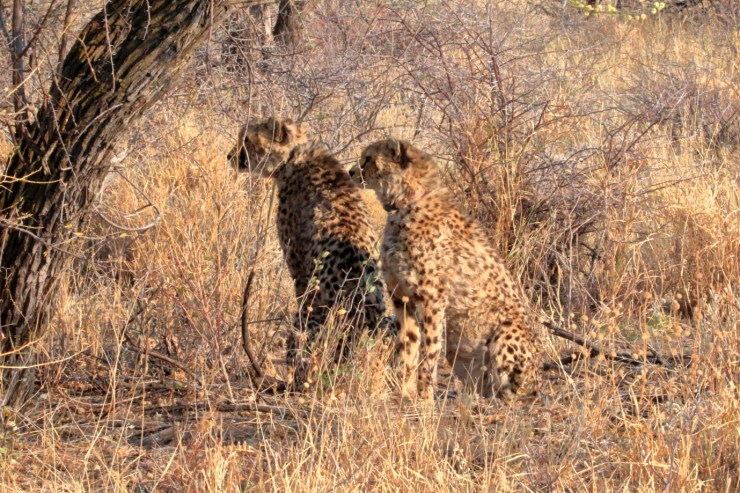 pf_guépard I_MG_6095