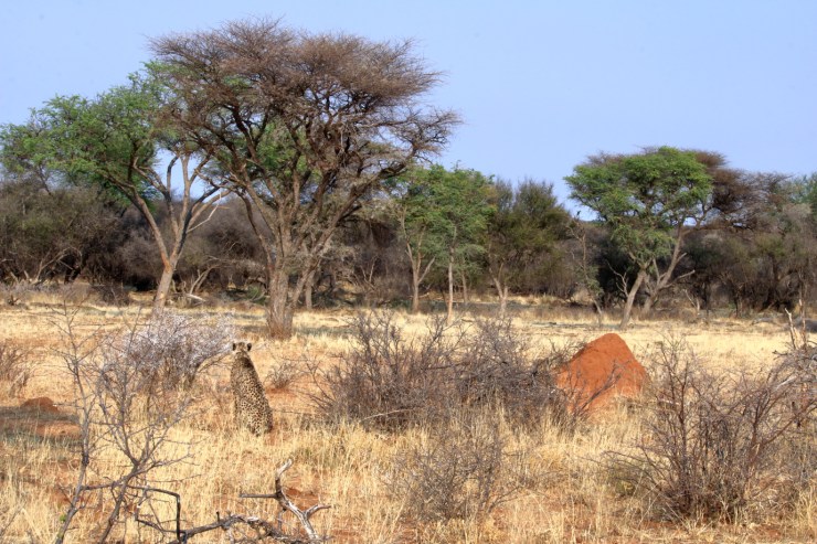 pf_guépard I_MG_6209