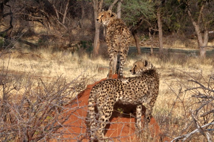 pf_guépard I_MG_6245