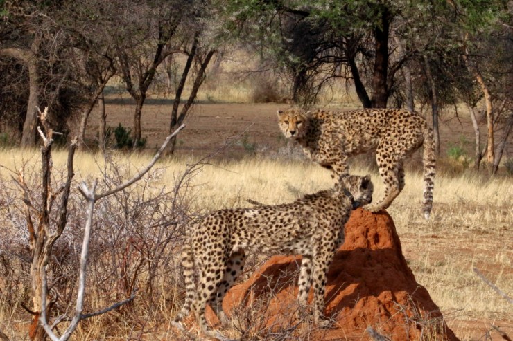 pf_guépard I_MG_6251