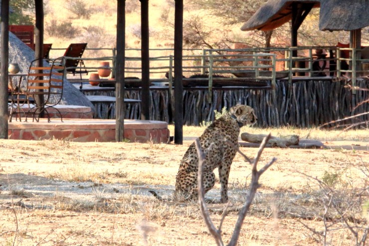 pf_guépard I_MG_6297