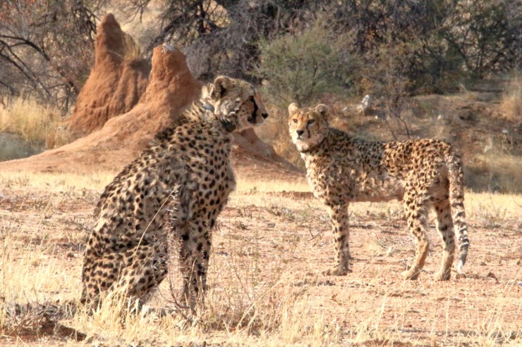 pf_guépard I_MG_6310