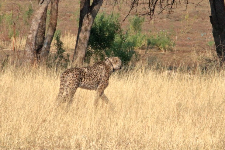pf_guépard I_MG_6349