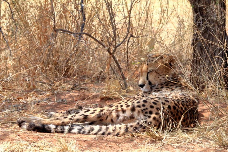 pf_guépard II_MG_6624