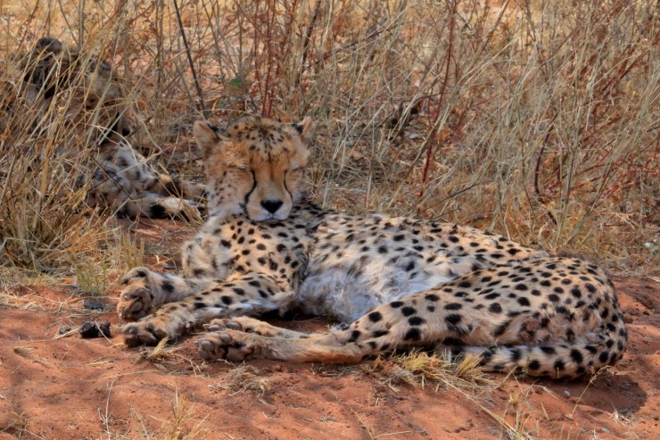 pf_guépard II_MG_6637