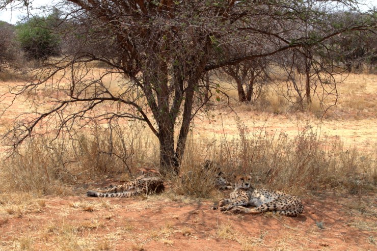 pf_guépard II_MG_6641