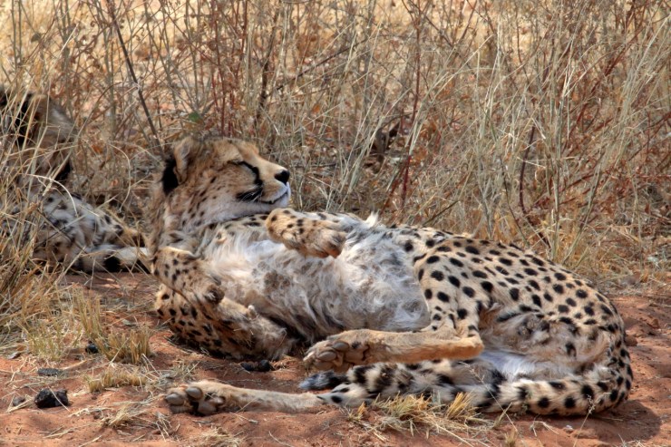 pf_guépard II_MG_6665