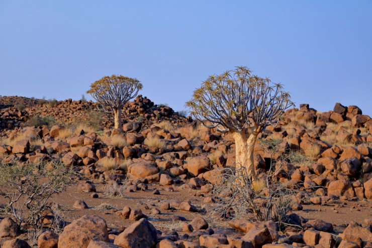 pf_kokerboom_MG_8140