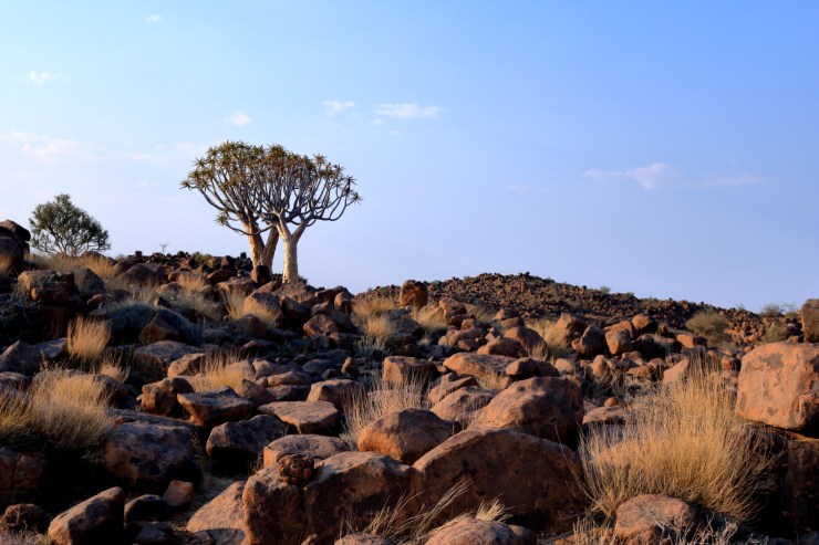 pf_kokerboom_MG_8148