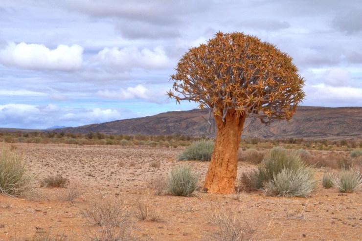 pf_kokerboom_MG_8205