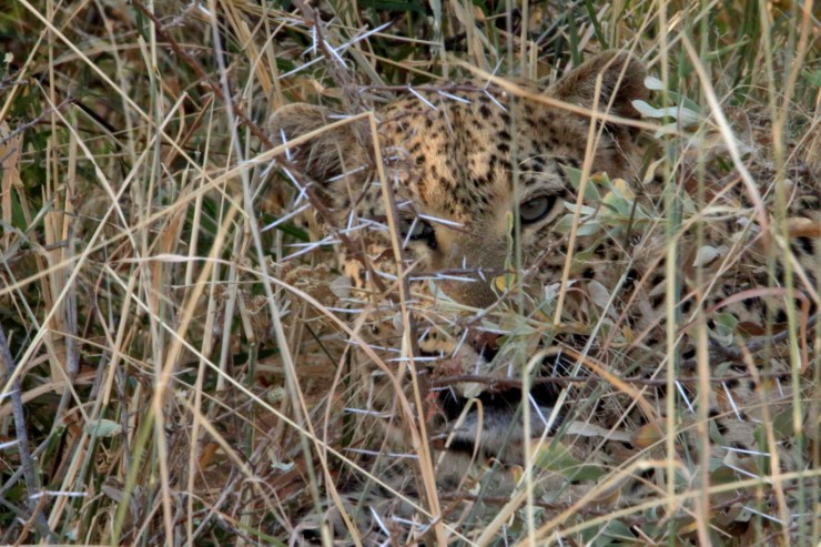 pf_léopard I_MG_5602