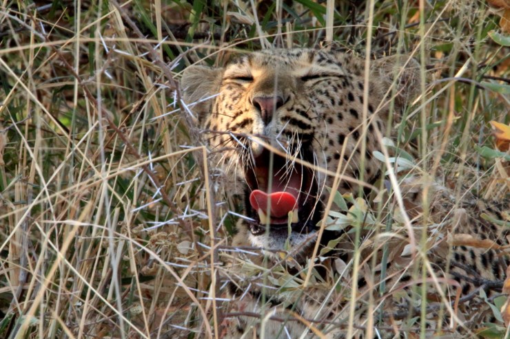 pf_léopard I_MG_5616