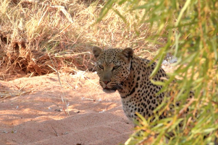 pf_léopard I_MG_5652