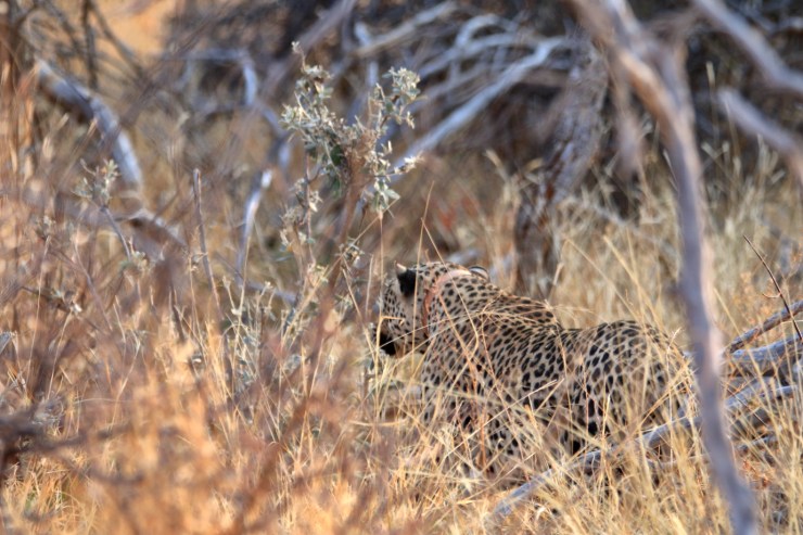 pf_léopard II_MG_5679