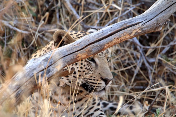 pf_léopard II_MG_5721