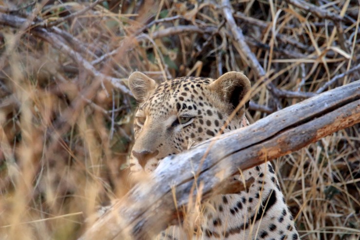 pf_léopard II_MG_5727