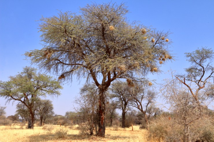 pf_nid tisserin_MG_7299