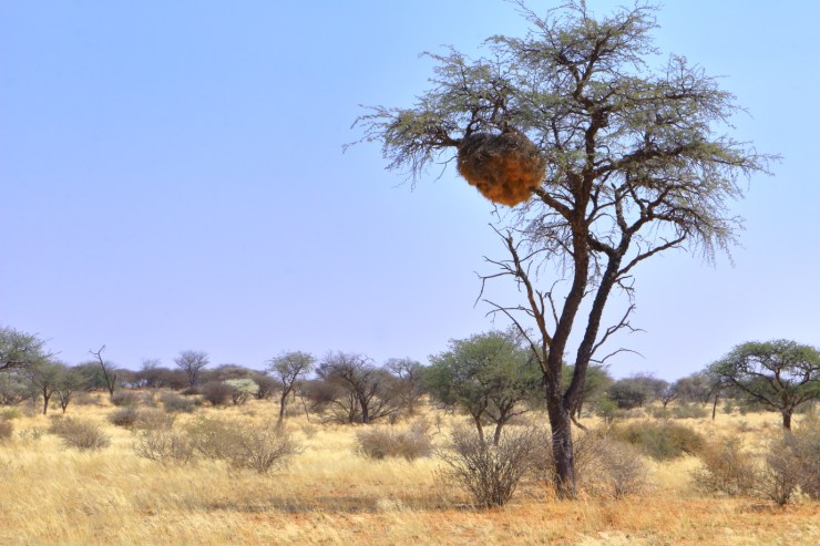 pf_nid tisserin_MG_7318