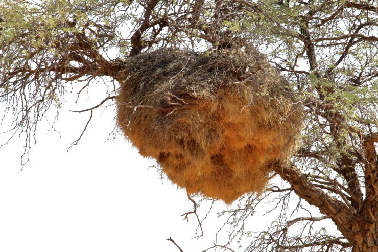 pf_nid tisserin_MG_7325