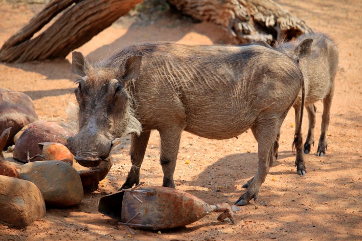 pf_phacochère_MG_5522