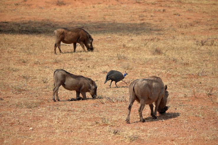 pf_phacochère_MG_5553