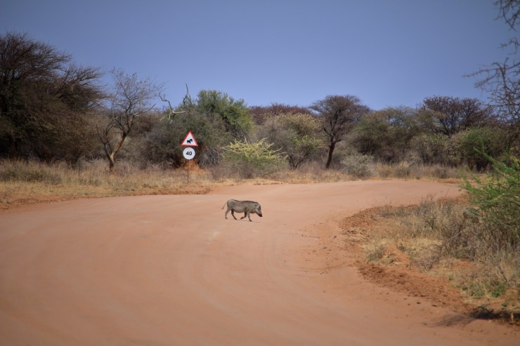 pf_phacochère_MG_6593