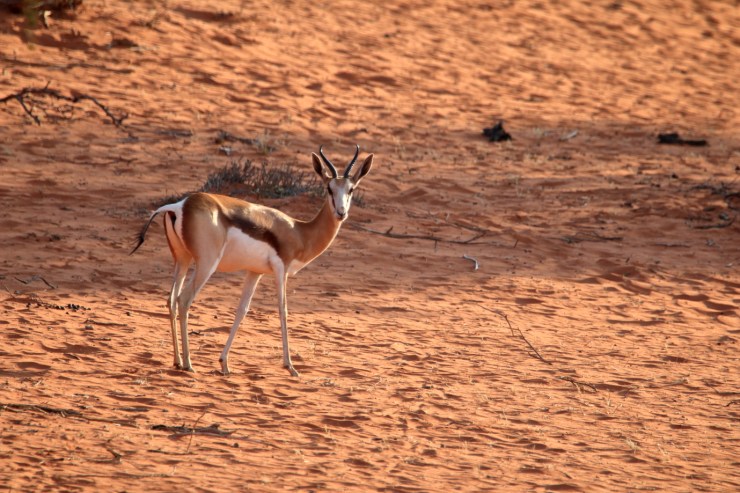 pf_springbok_MG_7520