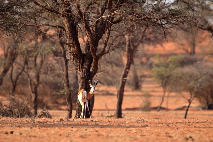 pf_springbok_MG_7535