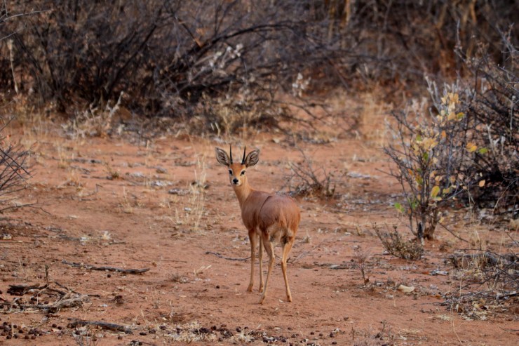pf_steenbok_MG_5974