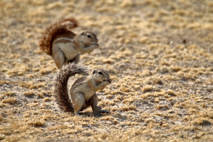 pf_écureuil_MG_1929