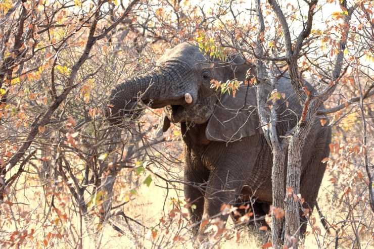 pf_éléphant_MG_2369